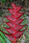 Heliconia caribaea 'Prince of Darkness'